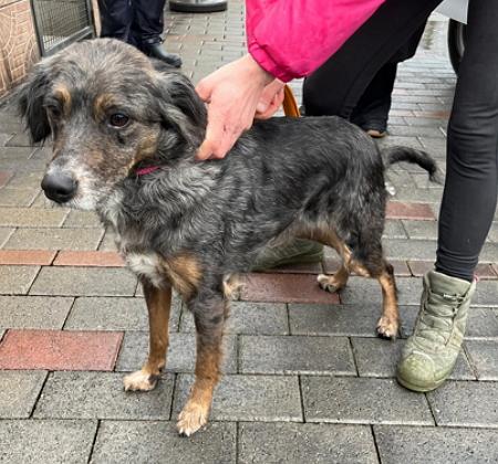 LILY DOLCISSIMA CAGNOLINA Foto 8
